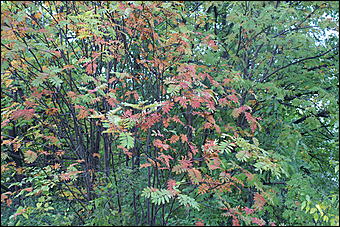 11 сентября 2008 г., Барнаул   Осень в дендрарии НИИ садоводства Сибири им. Лисавенко 