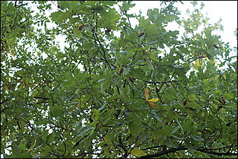 11 сентября 2008 г., Барнаул   Осень в дендрарии НИИ садоводства Сибири им. Лисавенко 