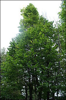 11 сентября 2008 г., Барнаул   Осень в дендрарии НИИ садоводства Сибири им. Лисавенко 