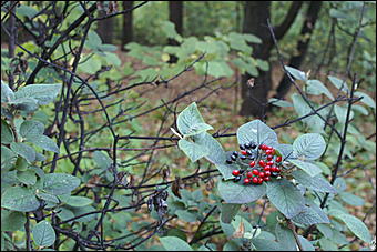 11 сентября 2008 г., Барнаул   Осень в дендрарии НИИ садоводства Сибири им. Лисавенко 