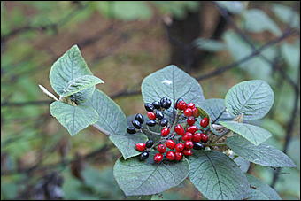 11 сентября 2008 г., Барнаул   Осень в дендрарии НИИ садоводства Сибири им. Лисавенко 