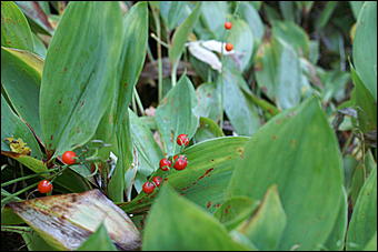 11 сентября 2008 г., Барнаул   Осень в дендрарии НИИ садоводства Сибири им. Лисавенко 