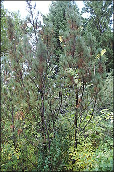 11 сентября 2008 г., Барнаул   Осень в дендрарии НИИ садоводства Сибири им. Лисавенко 