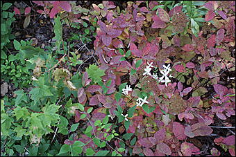 11 сентября 2008 г., Барнаул   Осень в дендрарии НИИ садоводства Сибири им. Лисавенко 