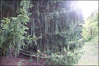 11 сентября 2008 г., Барнаул   Осень в дендрарии НИИ садоводства Сибири им. Лисавенко 