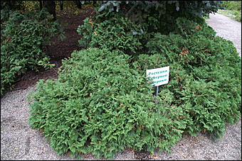 11 сентября 2008 г., Барнаул   Осень в дендрарии НИИ садоводства Сибири им. Лисавенко 