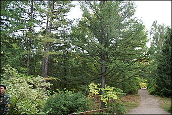 11 сентября 2008 г., Барнаул   Осень в дендрарии НИИ садоводства Сибири им. Лисавенко 