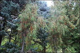 11 сентября 2008 г., Барнаул   Осень в дендрарии НИИ садоводства Сибири им. Лисавенко 