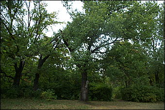 11 сентября 2008 г., Барнаул   Осень в дендрарии НИИ садоводства Сибири им. Лисавенко 