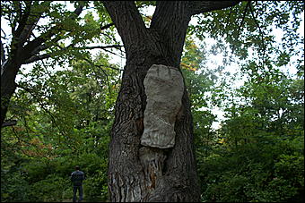 11 сентября 2008 г., Барнаул   Осень в дендрарии НИИ садоводства Сибири им. Лисавенко 