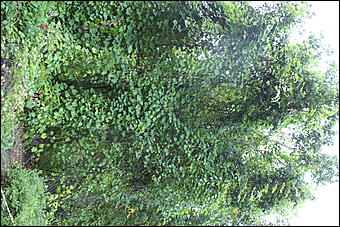 11 сентября 2008 г., Барнаул   Осень в дендрарии НИИ садоводства Сибири им. Лисавенко 