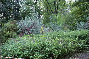 11 сентября 2008 г., Барнаул   Осень в дендрарии НИИ садоводства Сибири им. Лисавенко 