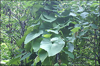 11 сентября 2008 г., Барнаул   Осень в дендрарии НИИ садоводства Сибири им. Лисавенко 