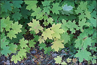 11 сентября 2008 г., Барнаул   Осень в дендрарии НИИ садоводства Сибири им. Лисавенко 