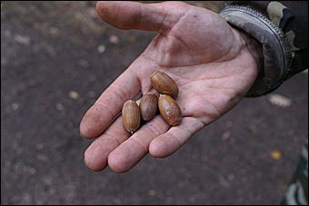 11 сентября 2008 г., Барнаул   Осень в дендрарии НИИ садоводства Сибири им. Лисавенко 