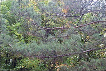 11 сентября 2008 г., Барнаул   Осень в дендрарии НИИ садоводства Сибири им. Лисавенко 