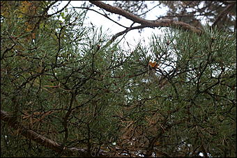 11 сентября 2008 г., Барнаул   Осень в дендрарии НИИ садоводства Сибири им. Лисавенко 