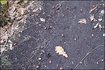 11 сентября 2008 г., Барнаул   Осень в дендрарии НИИ садоводства Сибири им. Лисавенко 