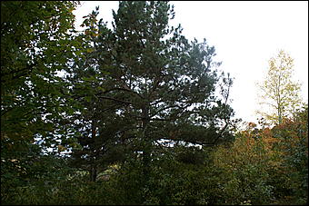 11 сентября 2008 г., Барнаул   Осень в дендрарии НИИ садоводства Сибири им. Лисавенко 