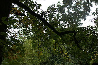 11 сентября 2008 г., Барнаул   Осень в дендрарии НИИ садоводства Сибири им. Лисавенко 