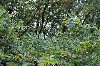 11 сентября 2008 г., Барнаул   Осень в дендрарии НИИ садоводства Сибири им. Лисавенко 