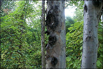 11 сентября 2008 г., Барнаул   Осень в дендрарии НИИ садоводства Сибири им. Лисавенко 