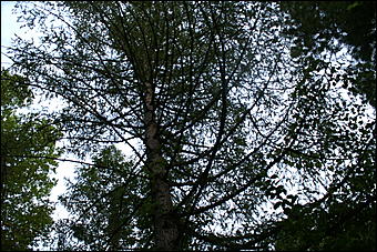 11 сентября 2008 г., Барнаул   Осень в дендрарии НИИ садоводства Сибири им. Лисавенко 