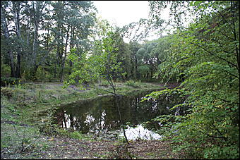 11 сентября 2008 г., Барнаул   Осень в дендрарии НИИ садоводства Сибири им. Лисавенко 