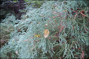 11 сентября 2008 г., Барнаул   Осень в дендрарии НИИ садоводства Сибири им. Лисавенко 