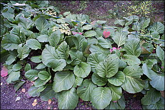 11 сентября 2008 г., Барнаул   Осень в дендрарии НИИ садоводства Сибири им. Лисавенко 