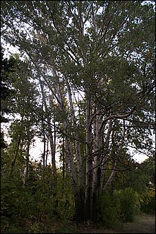 11 сентября 2008 г., Барнаул   Осень в дендрарии НИИ садоводства Сибири им. Лисавенко 