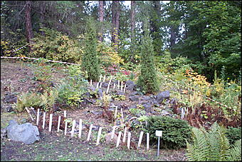 11 сентября 2008 г., Барнаул   Осень в дендрарии НИИ садоводства Сибири им. Лисавенко 