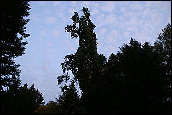 11 сентября 2008 г., Барнаул   Осень в дендрарии НИИ садоводства Сибири им. Лисавенко 