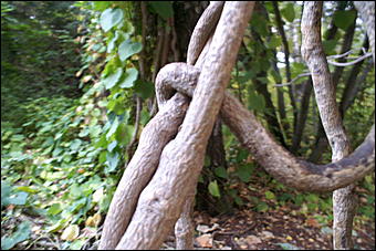 11 сентября 2008 г., Барнаул   Осень в дендрарии НИИ садоводства Сибири им. Лисавенко 