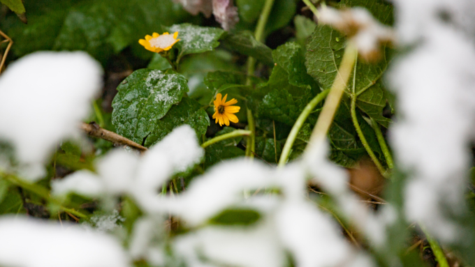 10 октябрь 2016 г., Барнаул &copy; Амител Вячеслав Мельников   Встреча зимы и осени: фотографии с улиц Барнаула 