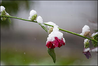 10 октябрь 2016 г., Барнаул © Амител Вячеслав Мельников   Встреча зимы и осени: фотографии с улиц Барнаула 