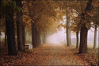 4 октябрь 2016 г., Барнаул Денис Кочетков   Червонное золото листьев опавших: прогулка по октябрьскому Барнаулу