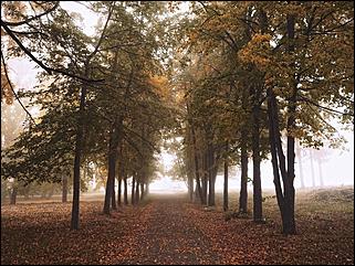 4 октябрь 2016 г., Барнаул Денис Кочетков   Червонное золото листьев опавших: прогулка по октябрьскому Барнаулу