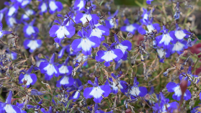 27 сентябрь 2018 г., Барнаул   Осенние краски бабьего лета в Барнауле