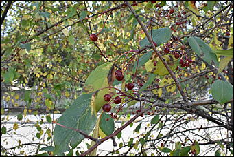 27 сентябрь 2018 г., Барнаул   Осенние краски бабьего лета в Барнауле