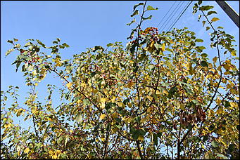 27 сентябрь 2018 г., Барнаул   Осенние краски бабьего лета в Барнауле