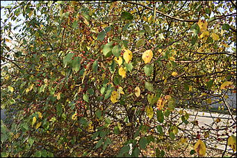 27 сентябрь 2018 г., Барнаул   Осенние краски бабьего лета в Барнауле