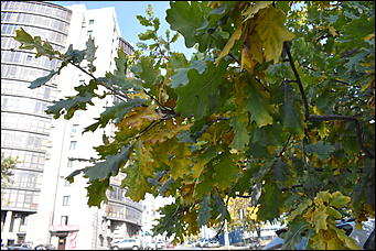 27 сентябрь 2018 г., Барнаул   Осенние краски бабьего лета в Барнауле