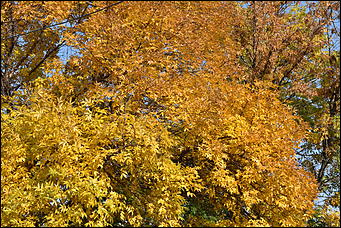 27 сентябрь 2018 г., Барнаул   Осенние краски бабьего лета в Барнауле