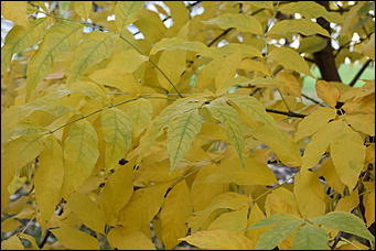 27 сентябрь 2018 г., Барнаул   Осенние краски бабьего лета в Барнауле