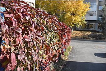 27 сентябрь 2018 г., Барнаул   Осенние краски бабьего лета в Барнауле