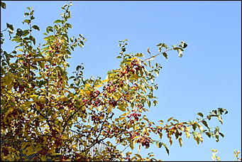 27 сентябрь 2018 г., Барнаул   Осенние краски бабьего лета в Барнауле