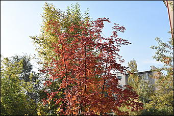 27 сентябрь 2018 г., Барнаул   Осенние краски бабьего лета в Барнауле