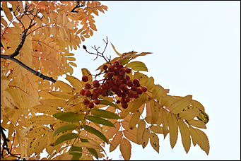 27 сентябрь 2018 г., Барнаул   Осенние краски бабьего лета в Барнауле