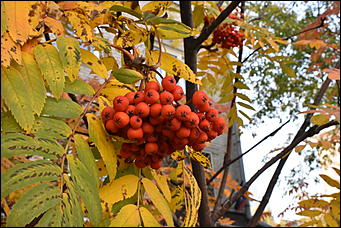 27 сентябрь 2018 г., Барнаул   Осенние краски бабьего лета в Барнауле